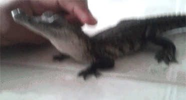 baby-alligator.gif?w=677